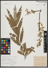 Foto von Salix alba L.